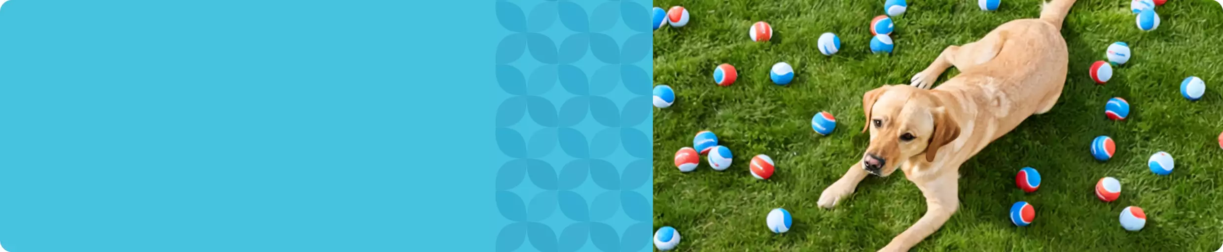dog on grass with balls