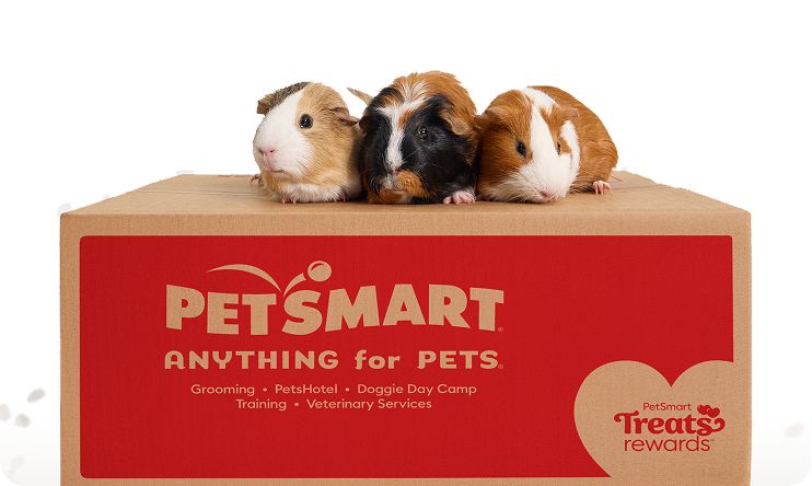 Three guinea pigs on a PetSmart box