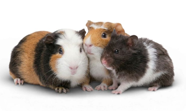 Three guinea pigs grouped together