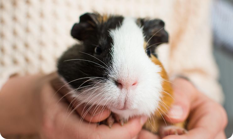 A person holding a guinea pig