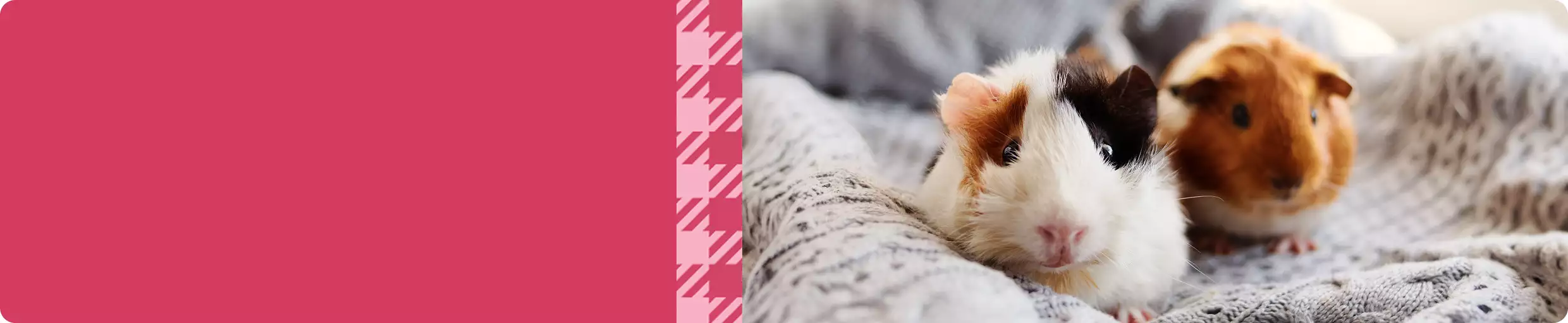 Coming soon: Big deals on small pet must-haves