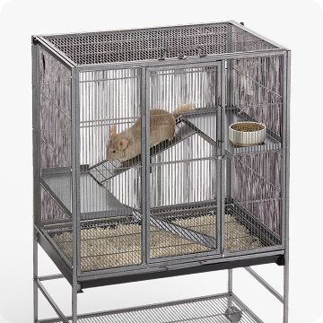 A chinchilla in a habitat