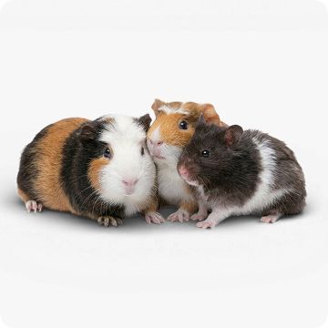 Three guinea pigs gathered together