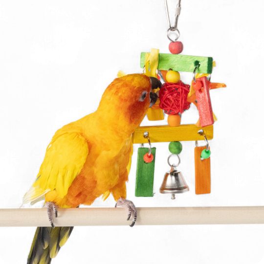 50% off callout and an orange conure playing with bells