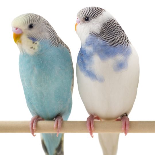 Save 25% callout and two parakeets