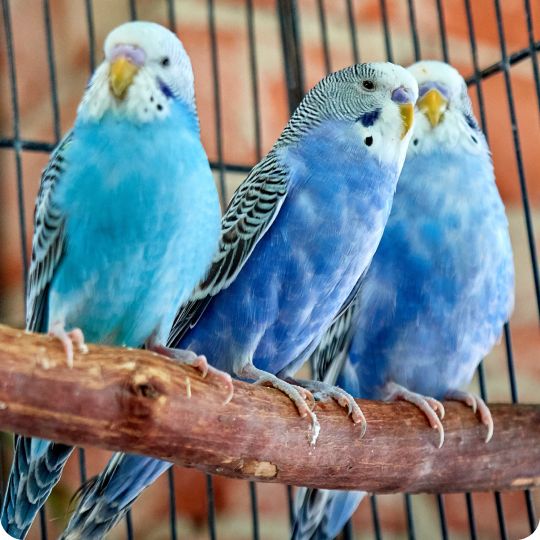 Three blue parakeets