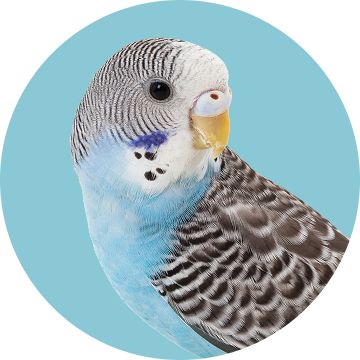 A blue parakeet