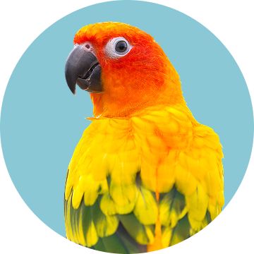 A green, red, and yellow conure