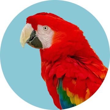 A red parrot