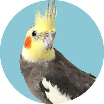 A grey and yellow cockatiel