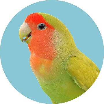 A green and red lovebird