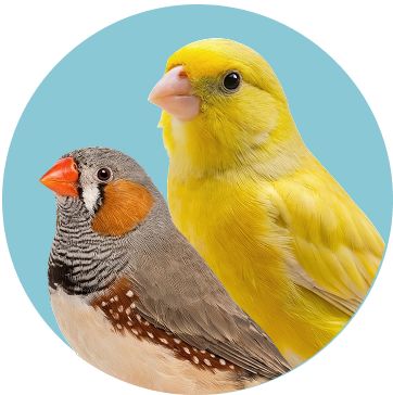 A grey finch and a yellow canary