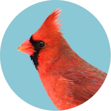 A red cardinal