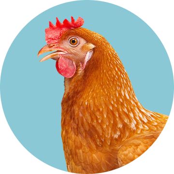 A brown chicken