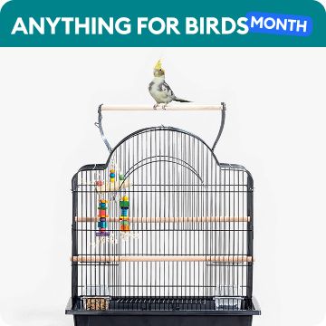 A bird cage with a cockatiel on top