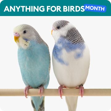 Two parakeets on a perch