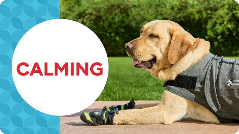 Calming badge with golden retriever wearing thundershirt