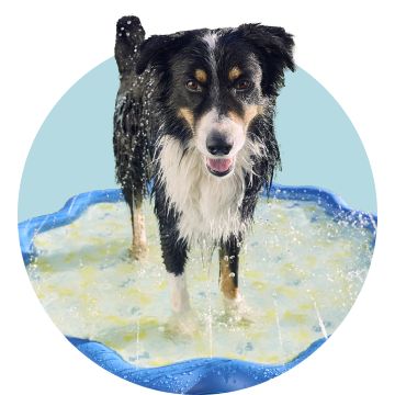 Black dog playing on splash pad