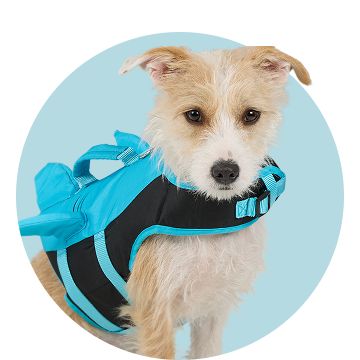 Terrier in blue & black lifejacket