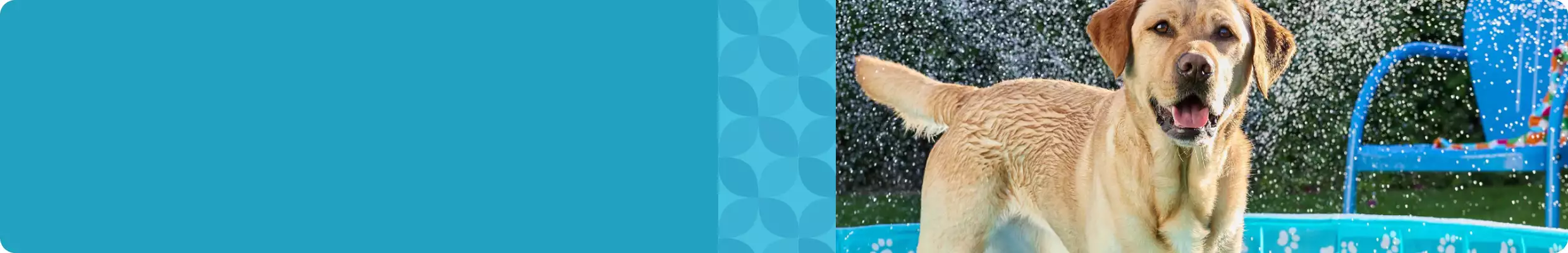 Golden retriever in wading pool outdoors in sun