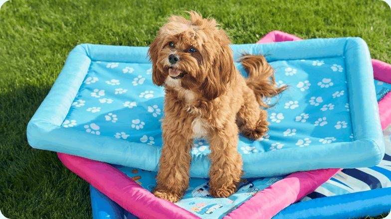 Golden long-haired dog outside on stack of splash pads