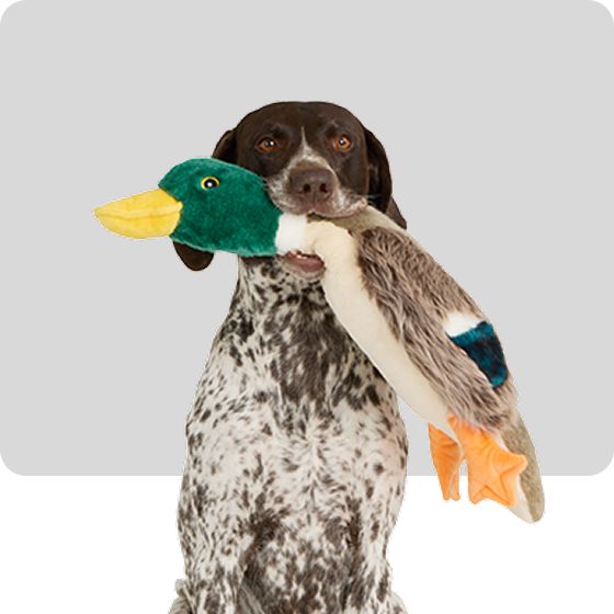 A spotted dog holding a toy duck in its mouth