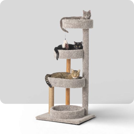 A cat tower with three cats on it