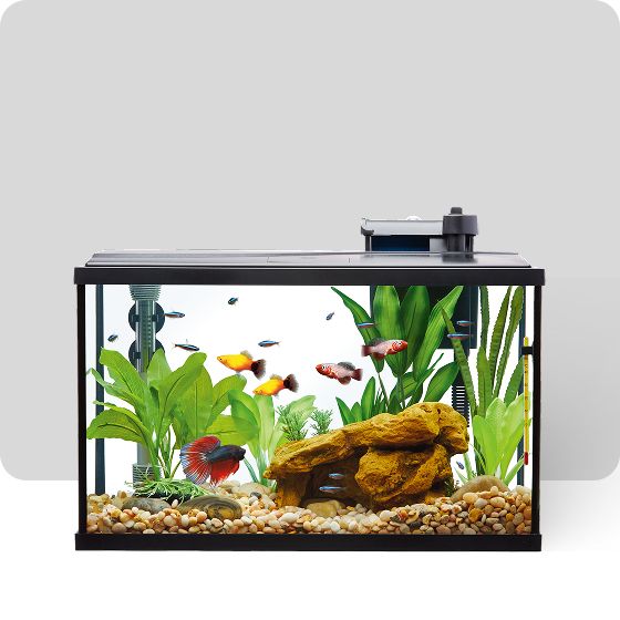 A glass fish tank with plants and multi-colored fish