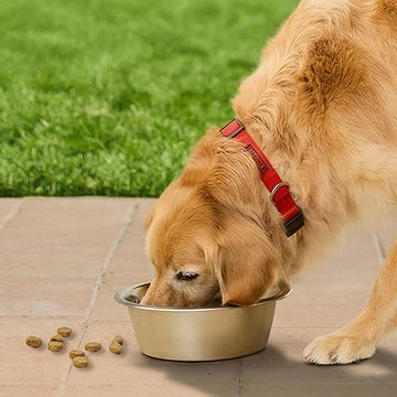 Golden retriever eating from dog bowl on patio