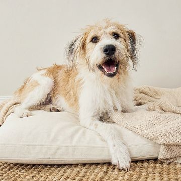 Terrier mix laying on plush dog bed 