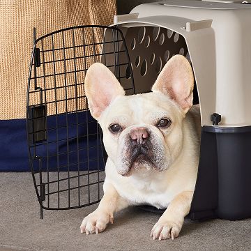 French bulldog laying in crate with door open