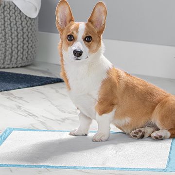 Corgi sitting on disposable dog pad
