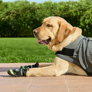 Retriever wearing khaki shirt & boots