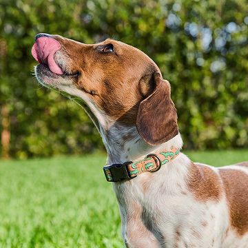 Dog standing in yard licking its lips