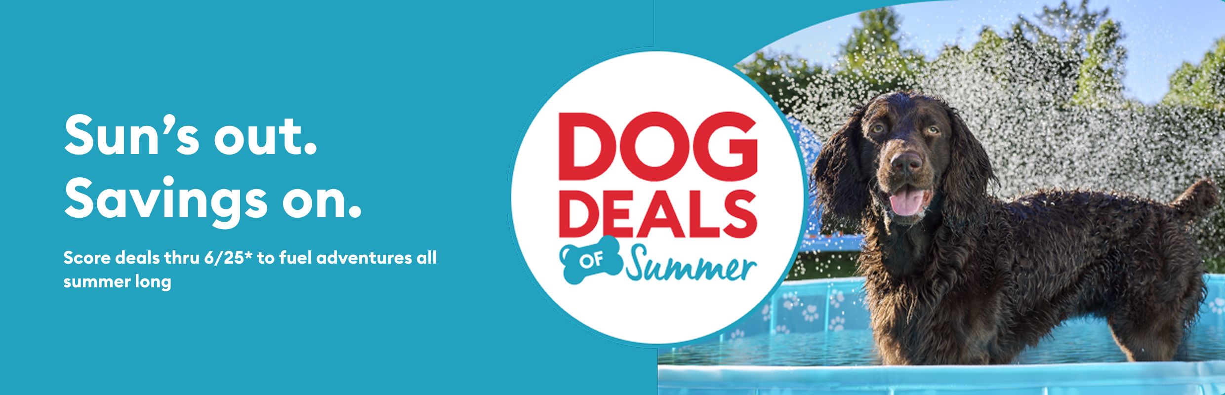 Dog Deals of Summer on blue background with setter outside in wading pool