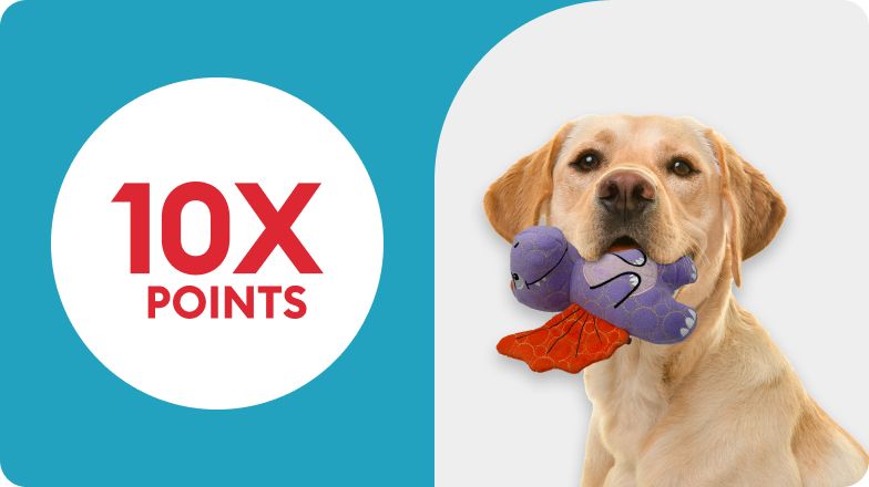10X POINTS with retriever with plush dragon toy in mouth
