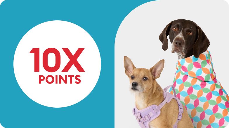 10X POINTS with 2 dogs wearing Top Paw harness & colorful apparel