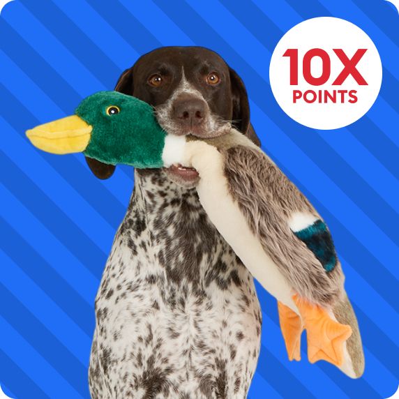 10X points callout & a dog holding a plush duck in their mouth