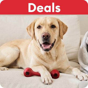 Deals callout and a yellow lab lying with a red toy