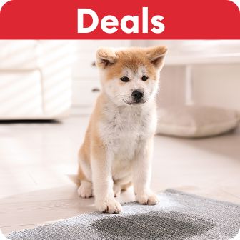 Small white & tan dog standing on a soiled rug