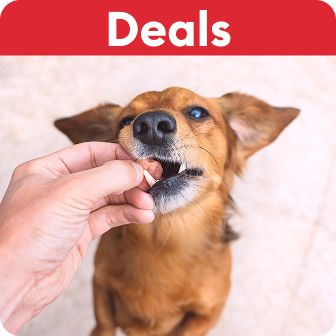 Person giving a treat to a small brown dog