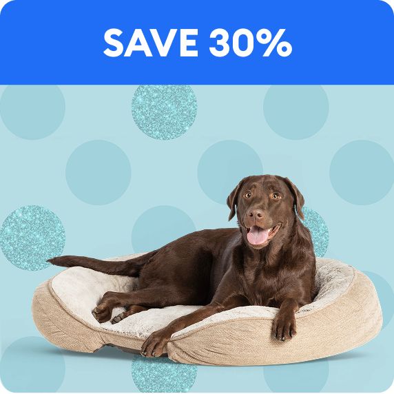 Save 30% callout & a chocolate lab lying on a bed