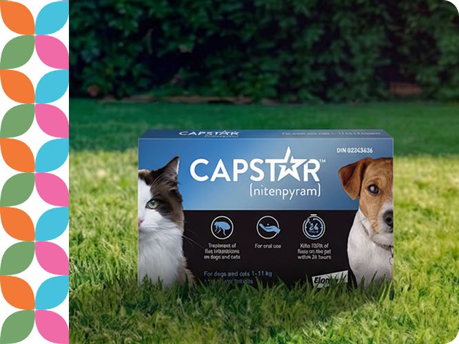 Revolution Plus for Cats
