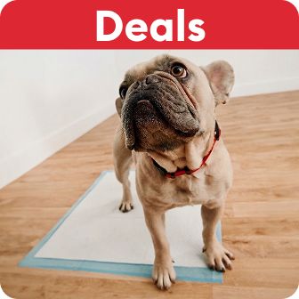 Deals callout and a dog standing on a potty pad