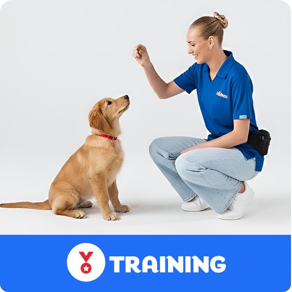 Training logo and a trainer working with a dog