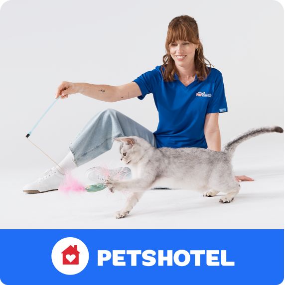 PetsHotel logo and an associate playing with a cat