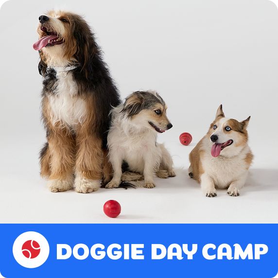 Doggie Day Camp logo and three dogs sitting together with red balls