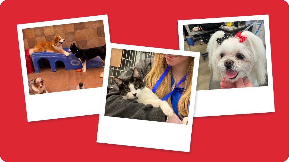 Photo collage including dogs playing, a black-and-white cat being held and a small white dog at the salon wearing bows
