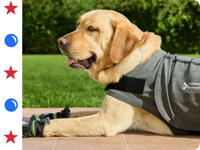 Dog lying outside wearing a calming harness with red ball & blue star graphics