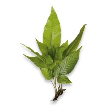 A live plant